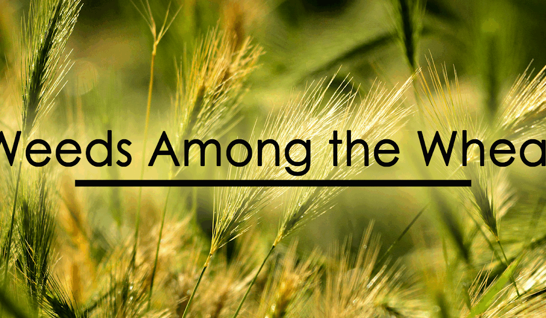 Message of Sixteenth Sunday in Ordinary Time – 07/19/2026