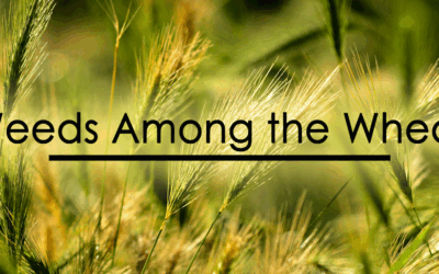 Message of Sixteenth Sunday in Ordinary Time – 07/19/2026